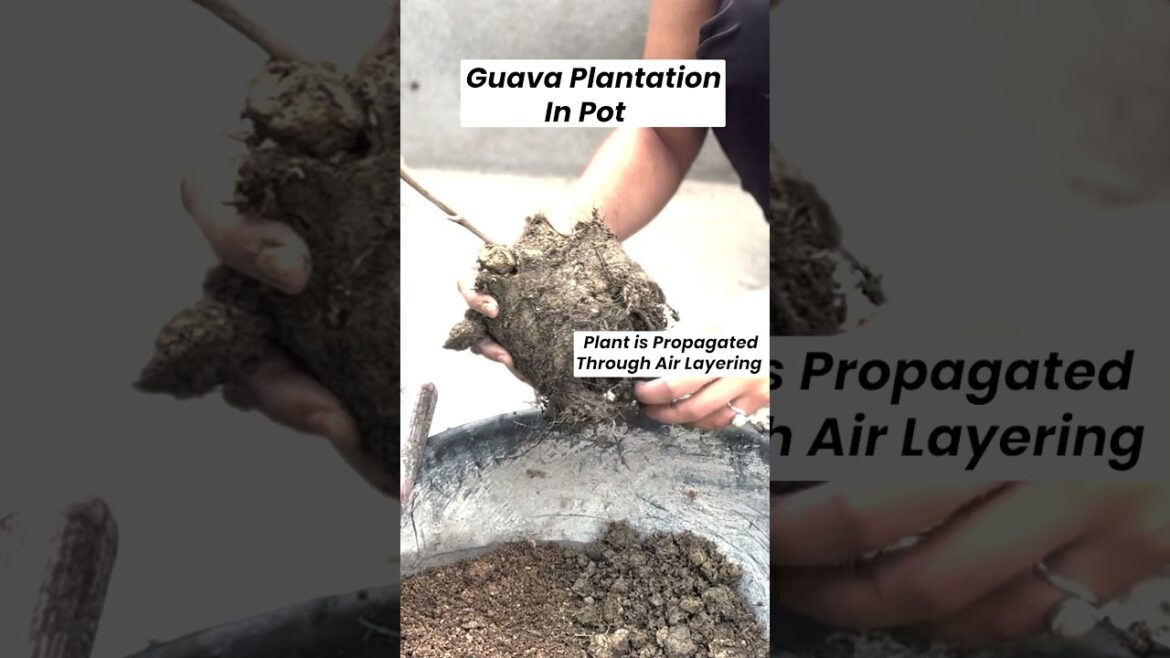 guava plantation in pot  #gardening #terracegarde #terracegardeningforbeginners #plants #plantcare