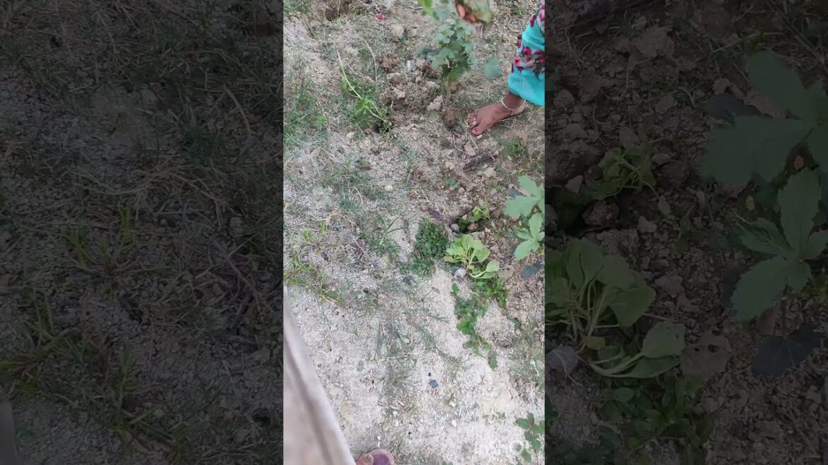 My small vegetable🥦🥕garden#mygarden#gardening#harvesting#shortvideos#ytshorts#vegetablegarden#shorts