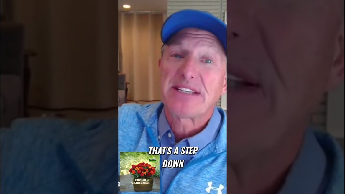 The Ultimate Evergreen for Your Garden The Ultimate Evergreen for Your Garden