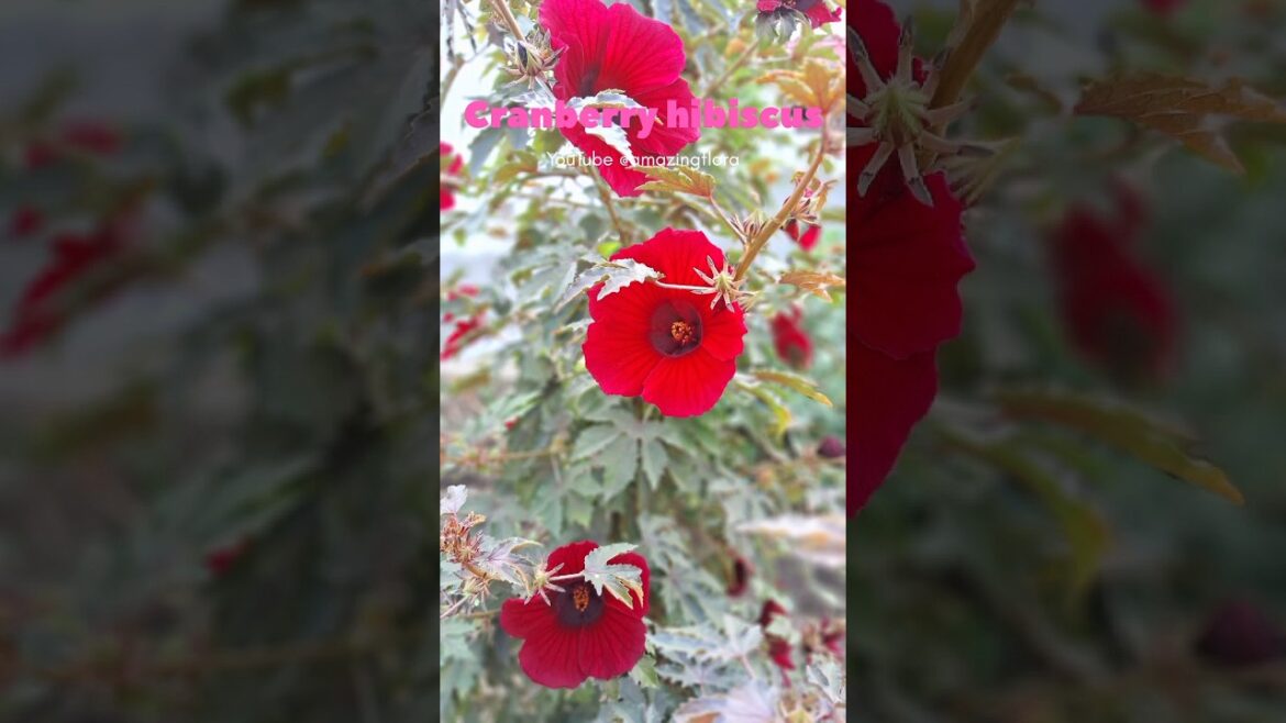 Discovering Cranberry Hibiscus (क्रैनबेरी हिबिस्कस): A Gem for Your Garden #flowers #garden #nature Discovering Cranberry Hibiscus (क्रैनबेरी हिबिस्कस): A Gem for Your Garden #flowers #garden #nature