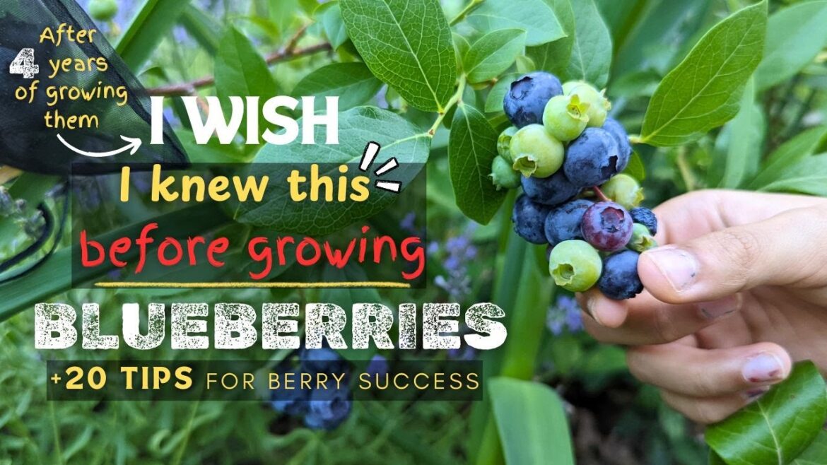 Top Tips for Growing Blueberries from an EXPERIENCED gardener: Grow Delicious Berries at Home! Top Tips for Growing Blueberries from an EXPERIENCED gardener: Grow Delicious Berries at Home!