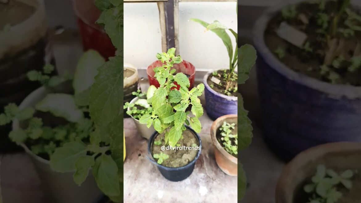 Garden random video 2024 #gardening #shorts #saiyaankibandook #trending Garden random video 2024 #gardening #shorts #saiyaankibandook #trending