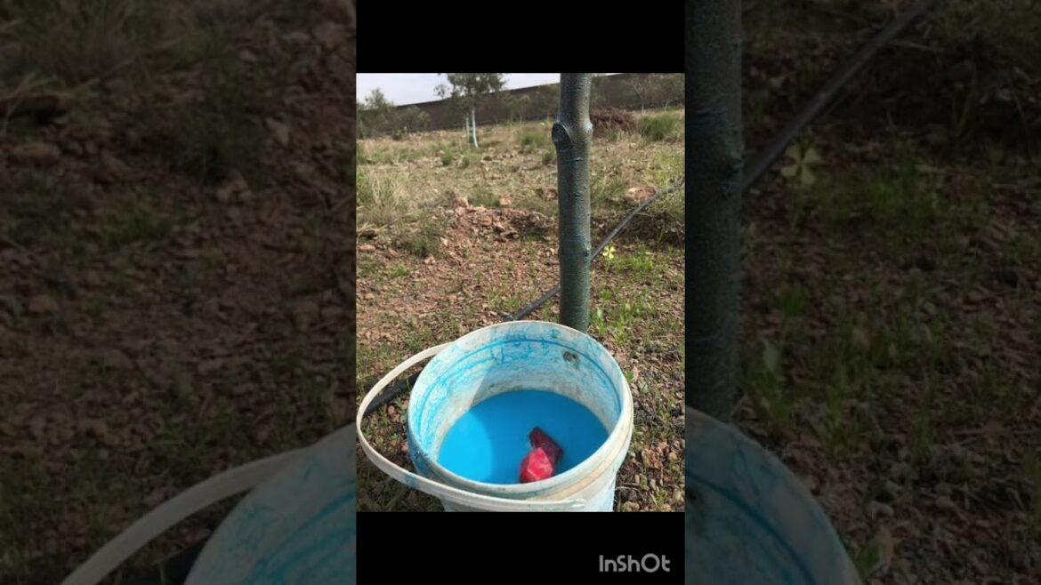 Plans care after heavy rainy season| Treatment on fungal infection on plants| Plans care after heavy rainy season| Treatment on fungal infection on plants|