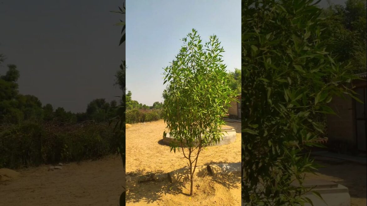 Choosing the Right Plants for Your Garden (Types of Garden Plants) #gardening #plant