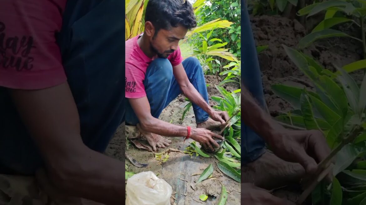 Step-by-Step Mango Tree Grafting 🌳🥭#shorts