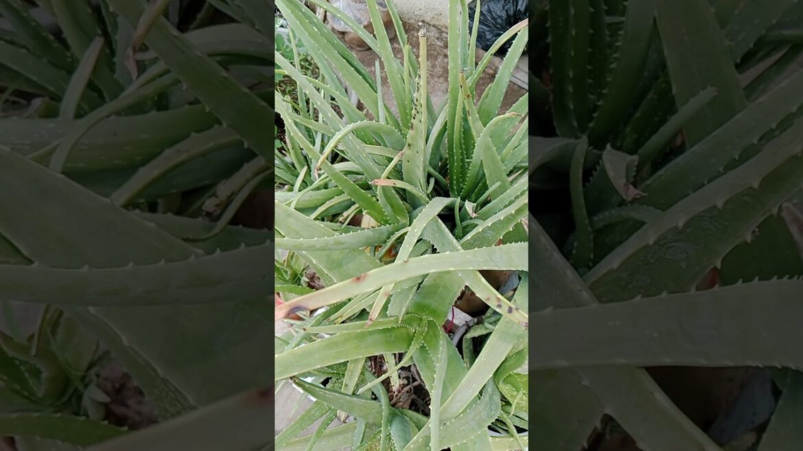 How to Care For AloeveraThe Truth#shorts#gardening#medicinalplant