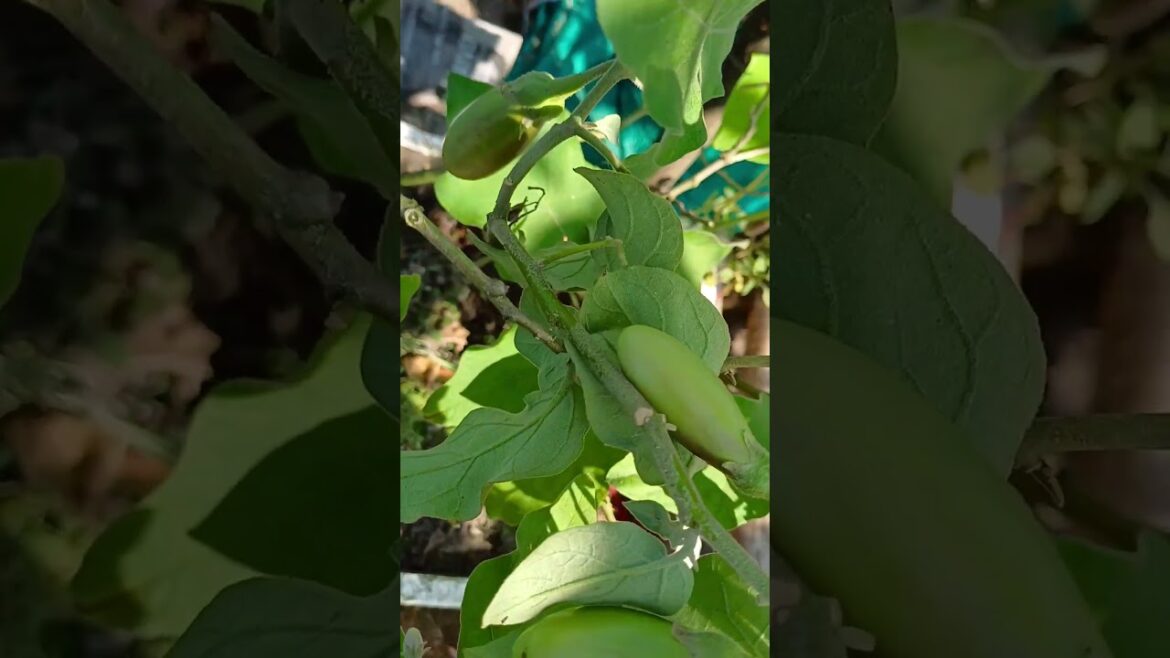 Baigan ka phool 💕 #gardening #garderningtips #plants #garden #nature #viralvideo #vegetables