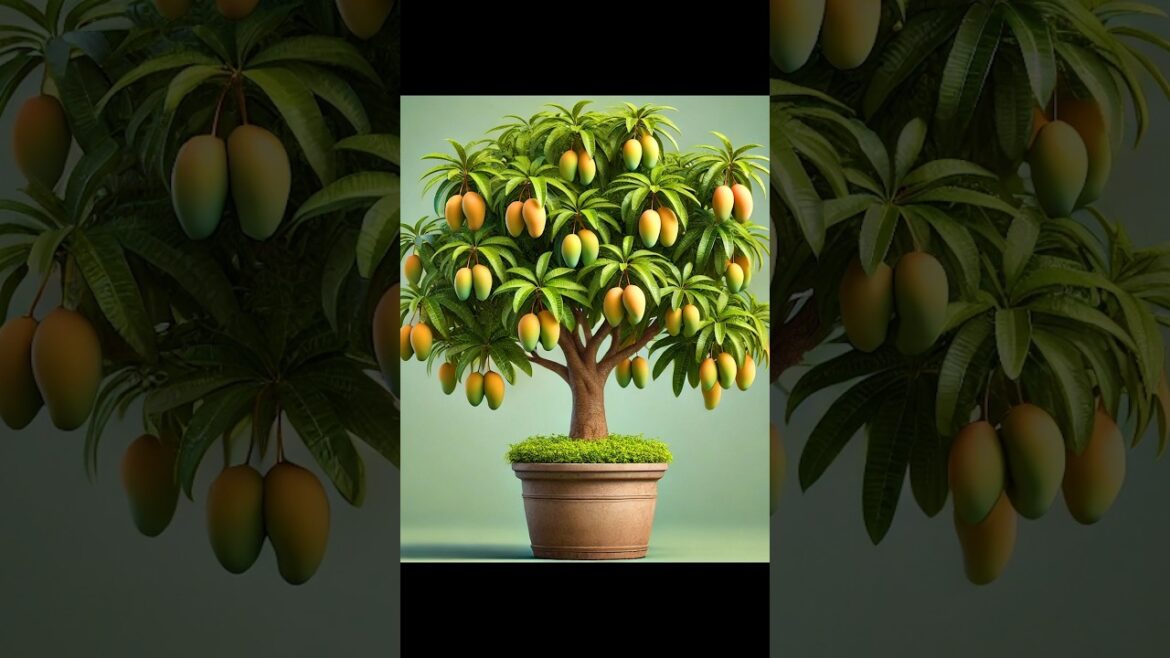 Growing Mango Trees from Cuttings – The Best Methods and Tips #garden #gardening #fruittree Growing Mango Trees from Cuttings - The Best Methods and Tips #garden #gardening #fruittree