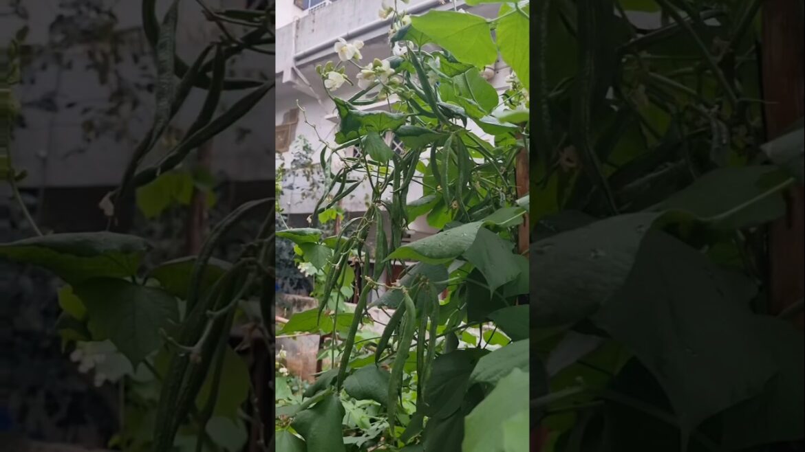 Hyacinth beans plant and vine, so versatile and vibrant (S-097) #shorts #ytshorts #plants #garden Hyacinth beans plant and vine, so versatile and vibrant (S-097) #shorts #ytshorts #plants #garden
