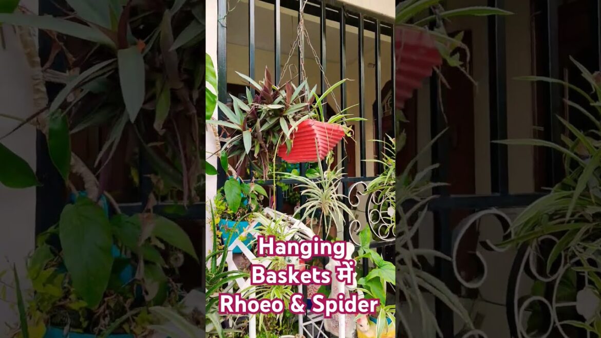 Rhoeo & Spider Plant Growing in Hanging Basket #gardeningtips #decorationtips