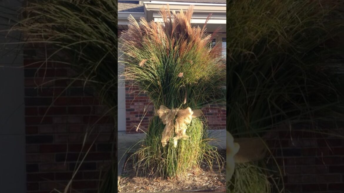 Beautiful GARDENING ideas