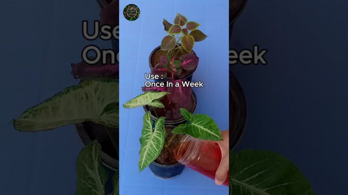 How to Use Onion Peel Fertilizer for any Plants #shorts #garden #tips How to Use Onion Peel Fertilizer for any Plants #shorts #garden #tips