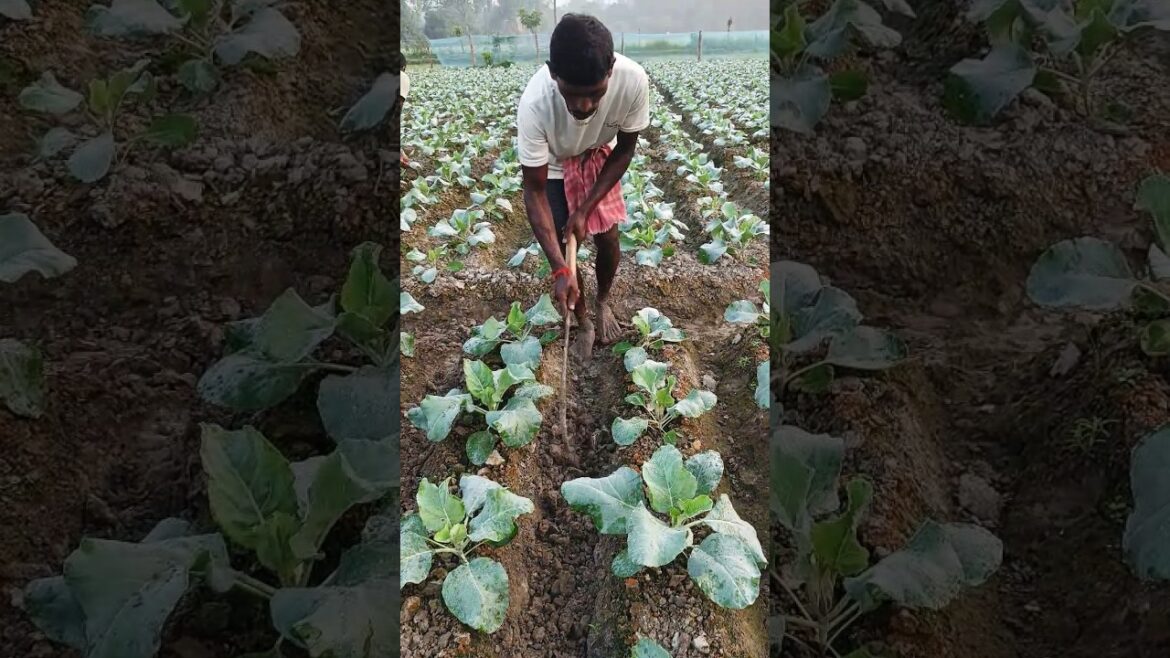 Earthing up at Cauliflower field #shorts #short #shortvideo