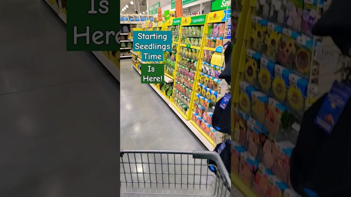 It's time to start seedlings! #shorts #garden