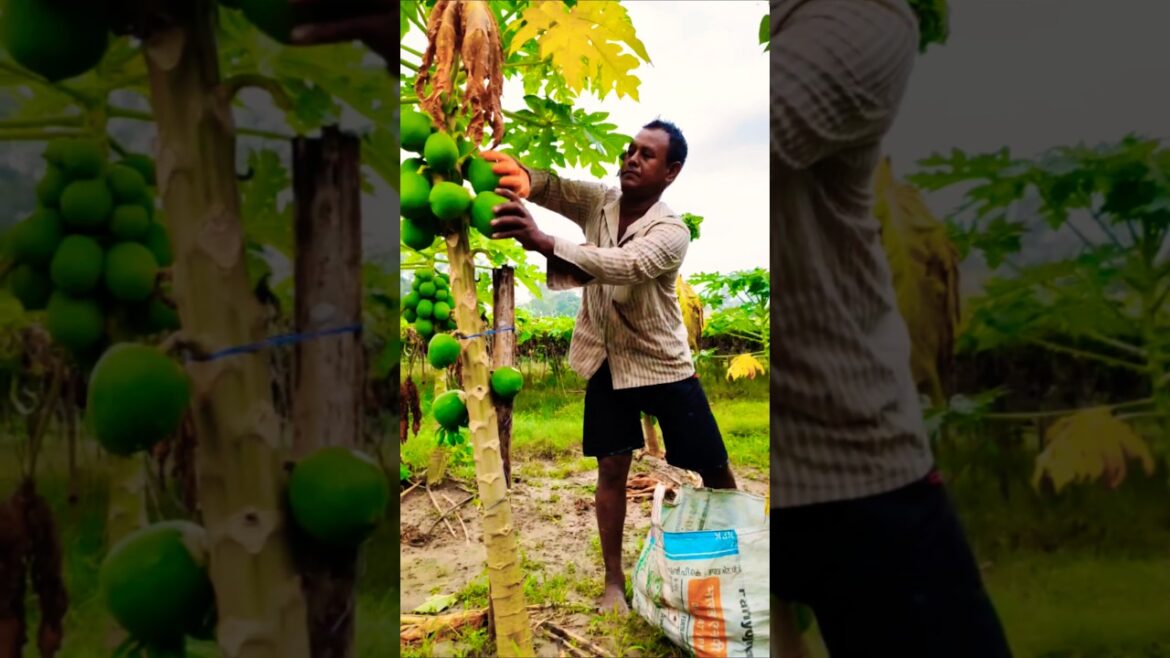 Harvesting Raw Green Papaya for Market #shorts #short #shortvideo