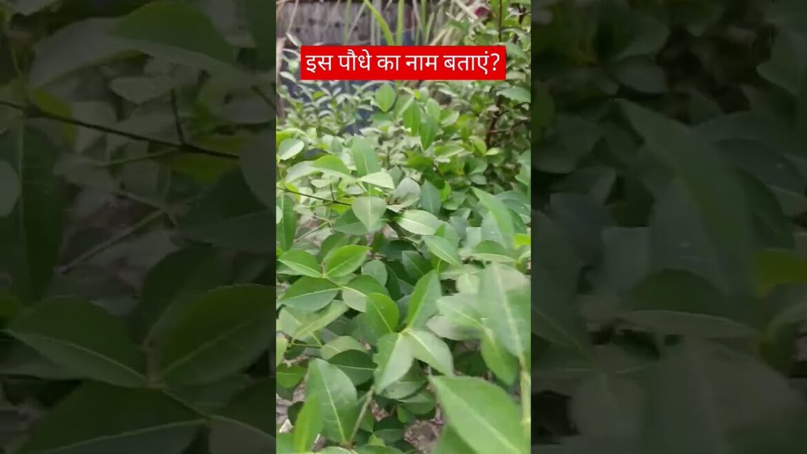 #motivation #translationquranandislam #quotes #trending #shorts #farming #fruit #bihar #viralshort #motivation #translationquranandislam #quotes #trending #shorts #farming #fruit #bihar #viralshort