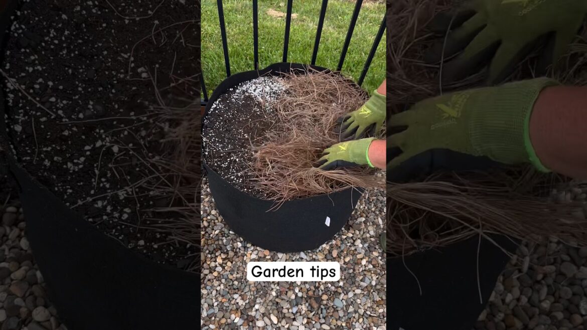 Tips for Keeping Your Garden Happy in Summer #gardening #gardentips