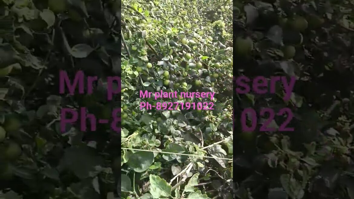 #shortvideo #gardening #subscribe #share #plants #shortsvideo