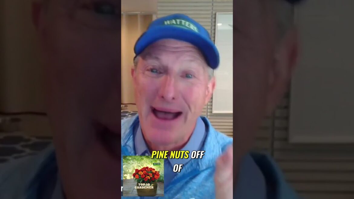 Discover the Best Pine Trees for Your Yard