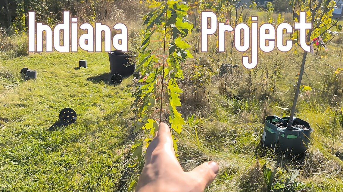 How to Envision a Food Forest: Design and Planting in Indiana