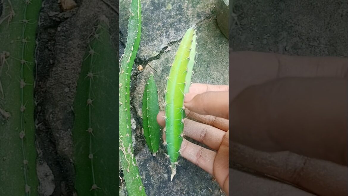 Dragon tree plant lagalam 🌵
