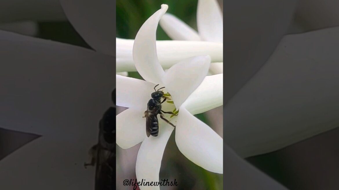 Bee || Flowers #shorts #shortvideo #flowers #garden #bee #youtubeshorts #viral #video #trending #fyp