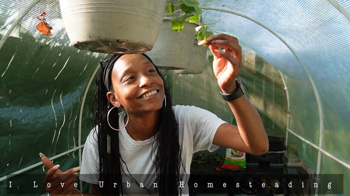 Urban Homestead Fall Days | Strawberries, Chickens and Mulch + Chores | Greenhouses Are Awesome Urban Homestead Fall Days | Strawberries, Chickens and Mulch + Chores | Greenhouses Are Awesome