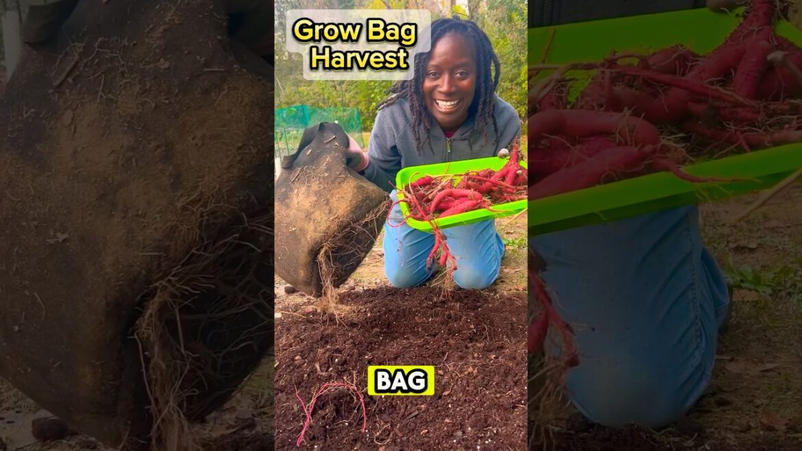 Sweet Potatoes in Grow Bags