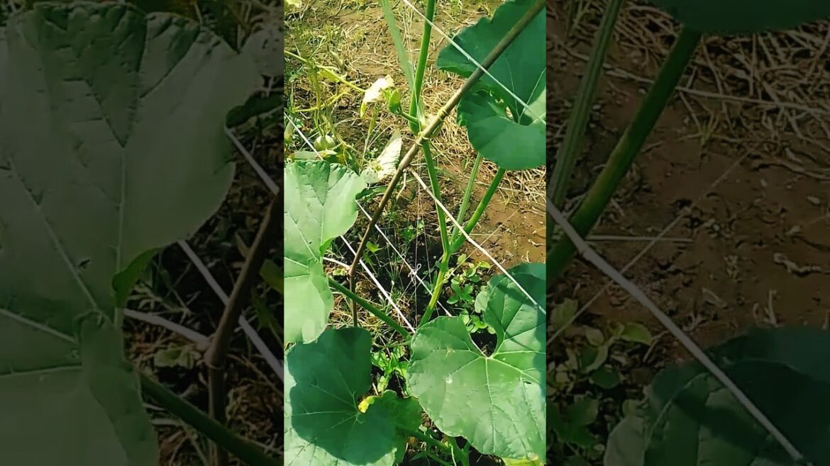 Loki ka kheti ✅#plants #gardening #agriculture #farming #garden #kisan #kishan #shorts #farmer #loki