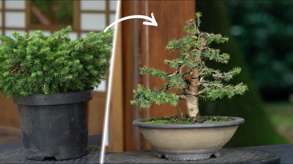 How to make a Bonsai tree – DIY How to make a Bonsai tree - DIY