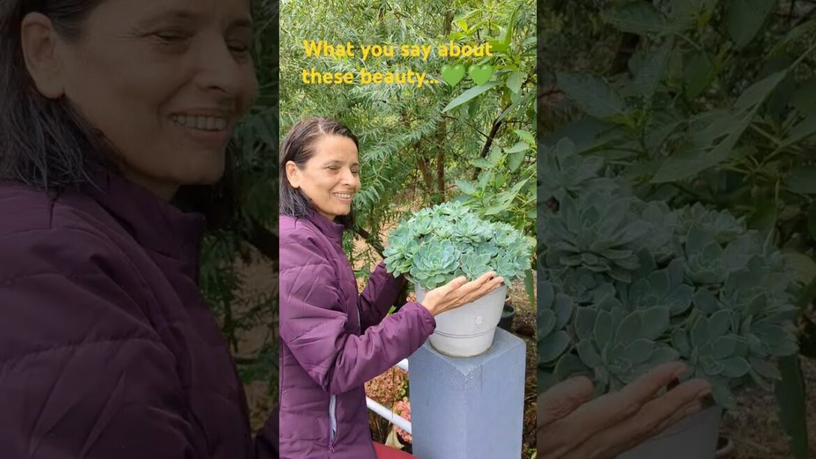 Have you ever seen such amazing Succulent 💚💚#youtubeshorts #worldofscullent