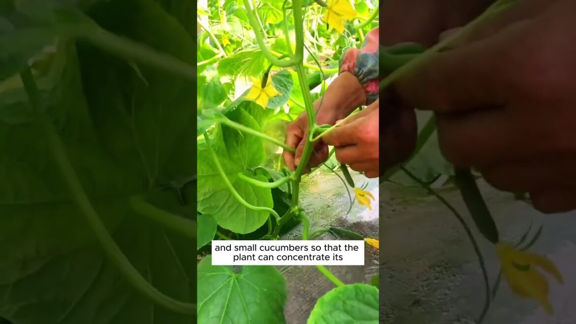 Tips to grow cucumbers planting tips #shorts #farming