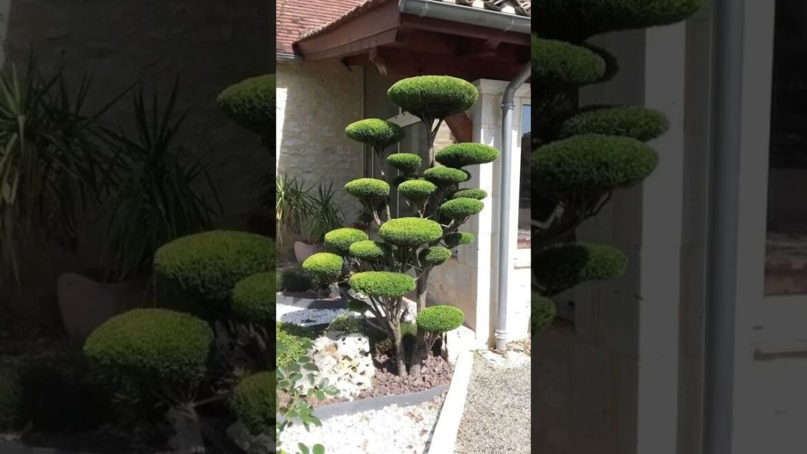 Beautiful GARDEN ideas