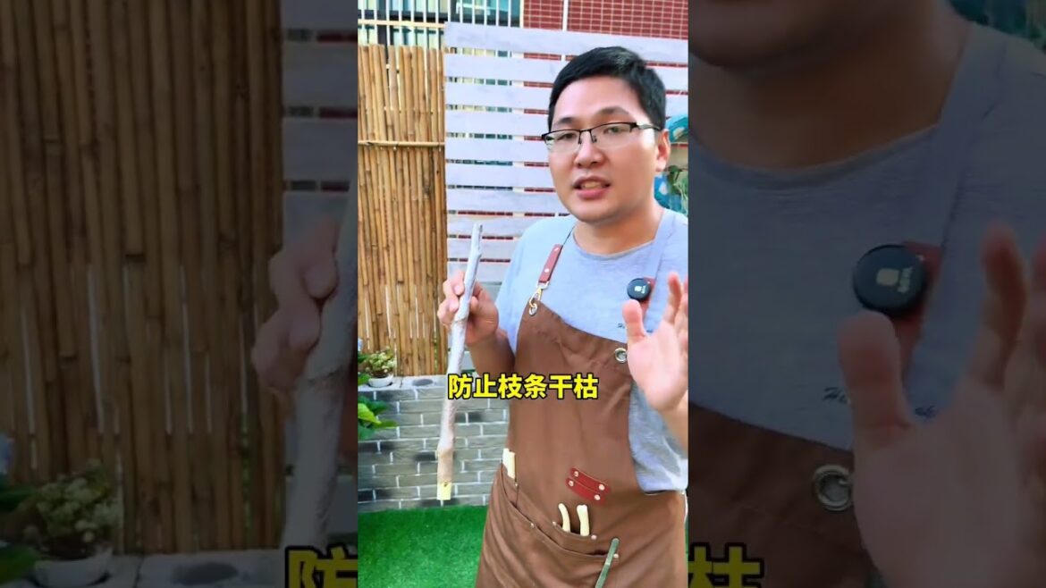 三角梅粗枝扦插#三角梅#花卉绿植#养花小知识