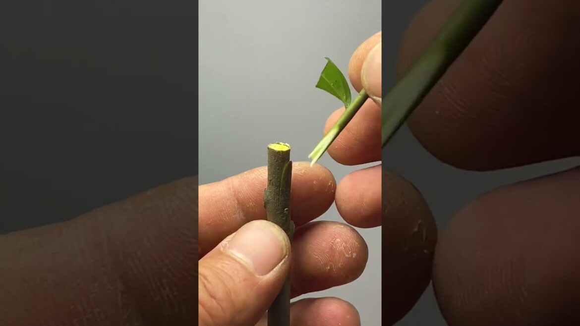 You Won’t Believe How Easy Grafting Can Be with This Technique! You Won't Believe How Easy Grafting Can Be with This Technique!