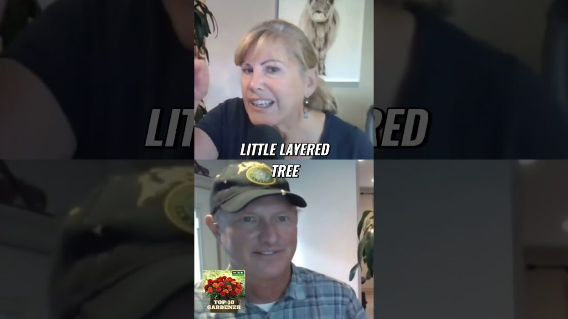 Top Evergreens to Plant This Season for a Beautiful Landscape Top Evergreens to Plant This Season for a Beautiful Landscape