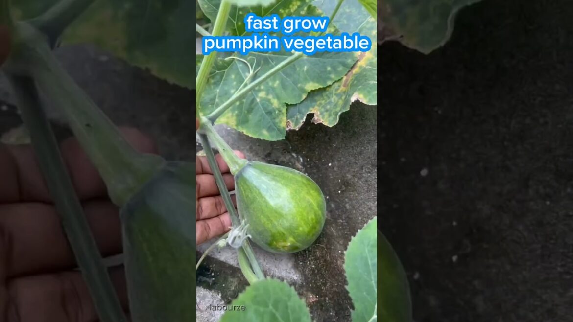 Fast Grow 🪴 Pumpkin Vegetable 🥒🤔 #short #shorts #shortfeed #pumpkin #vegetablegarden