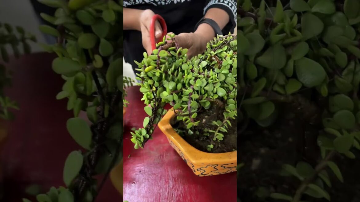 Let's make Elephant Jade Topiary 🏡💚 #shorts #topiary #elephant