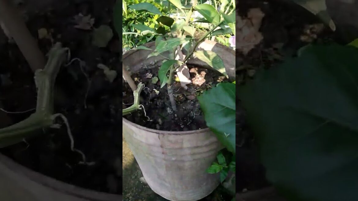 #cucumber #vegetable #terracegardening #rooftopgardening #viral #shorts #reels