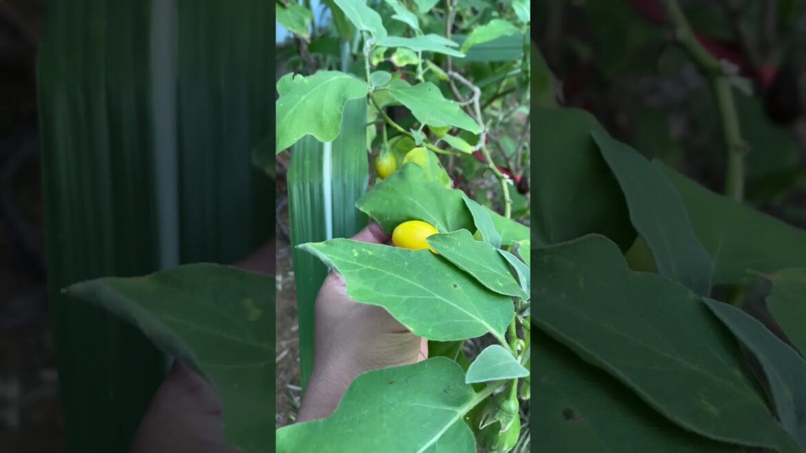Daily life gardener by meimei / tips for growing/ enjoy with organic vegetable #shorts #gardening