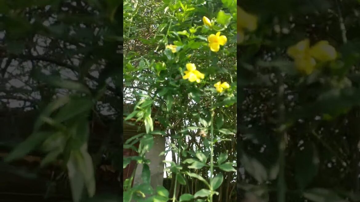 japanese  jasmine #jasmine #gardening