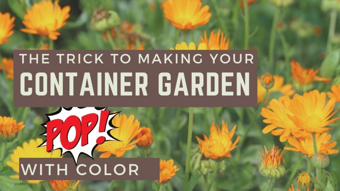The Trick to Making Your Container Garden POP with COLOR!