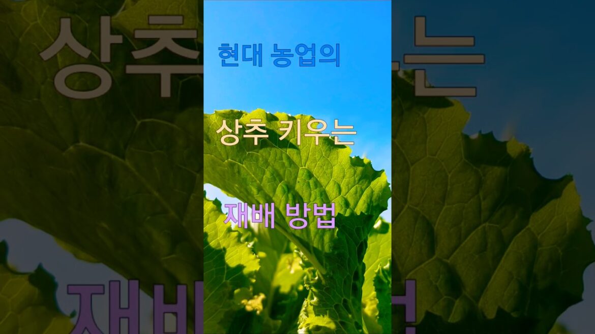 현대 농업의 트렌드 분무 수경재배로 상추재배,Trends in modern agriculture: How to grow lettuce #스마트팜 #수경재배 #상추재배