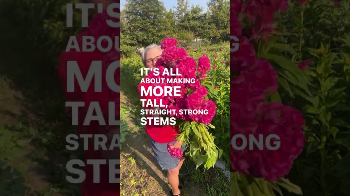 Where are you going to sell those stems you’re growing? Comment SALES 101 and I’ll DM the invite to Where are you going to sell those stems you’re growing? Comment SALES 101 and I’ll DM the invite to