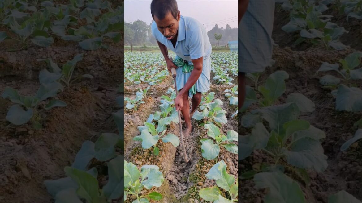 Earthing Up at Couliflower Field #shorts #short #shortvideo