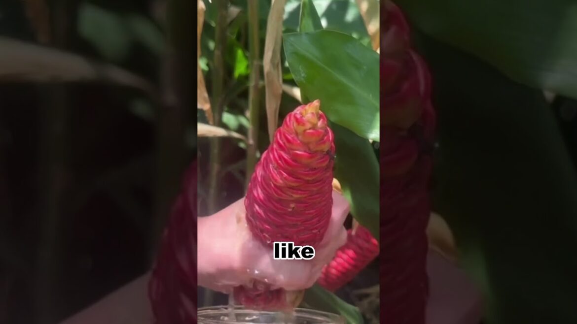 A plant that releases liquid when gently squeezed