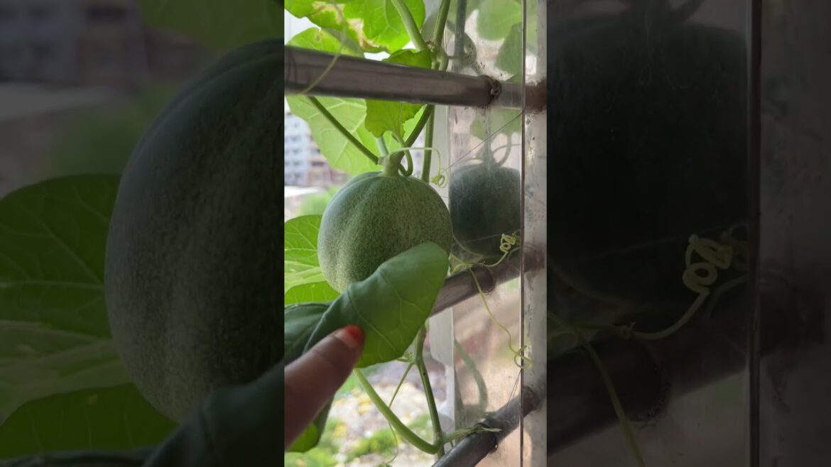 balcony vegetable gardening |balcony vegetable gardening for beginners |#balcony  #gardening #shorts