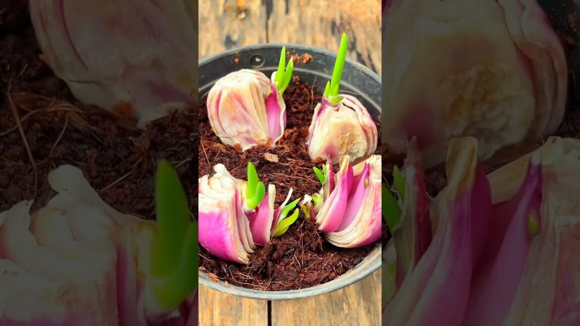 Grow Onions at Home from Onion Scraps | Easy Gardening Hack #onion #gardening