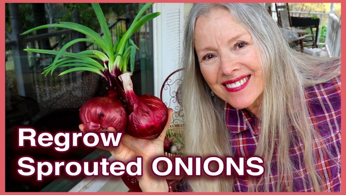 Kaye Kittrell: Divide Sprouted Onions for Triple Yield! Divide Sprouted Onions for Triple Yield!