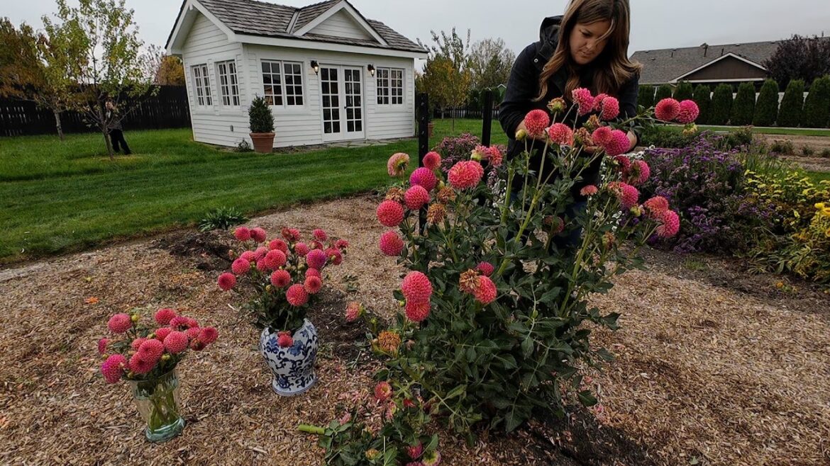 Digging Dahlias + Harvesting Statice & Acorn Squash! 🌸🙌🌿 // Garden Answer